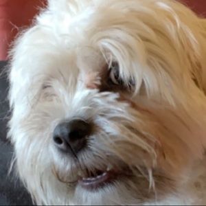 Meet your Posher, Ellie